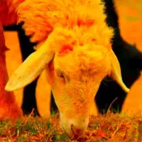*نرینه قلمآبی-گوسفند بدون ذره ای شکم-زنده پرگوشت