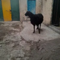 گوسفندجوان یکساله نر گوشتی یا تخمی