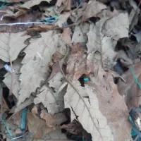 خاکبرگ