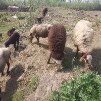 گوسفند بره ماده