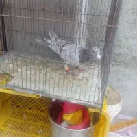 هفرنگ خطی درجه یک