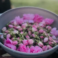 فروش گل محمدی ، کیلویی و بسته ای