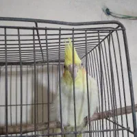 عروس هلندی