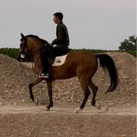 اسب دره شور
