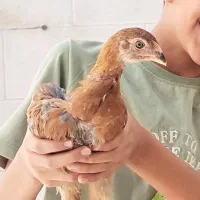 جوجه لاری