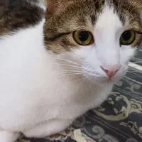 واگذاری رایگان گربه