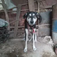 سگ نگهبان