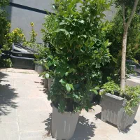 کا شت گل وگیاه