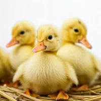 جوجه اردک پکنی