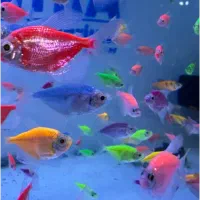 انواع ماهی های آکواریومی