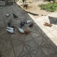 کفتر