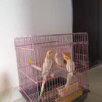 فروش عروس هلندی