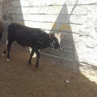 گوساله نر