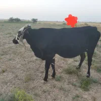 گاوسالم فروشی