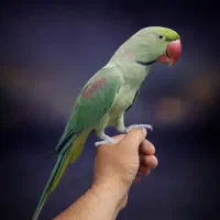 عروس کوتوله گرینچیک ملنگو مینا(شناسنامه دار)