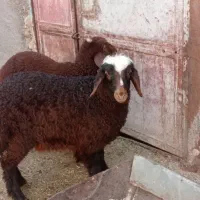 بره ماده .بره  نر علف خوار .بره شیره مست .بز