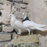 کفتر پرشی