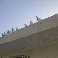 کبوتر طوقی