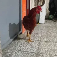 خروس