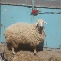 گوسفند جوان  چاق چاق