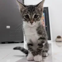 واگذاری بچه گربه DSH