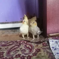 عروس هلندی ناز و خوشکل دستی