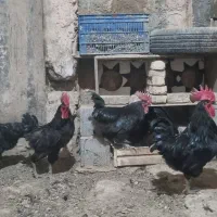 خروس مشکی