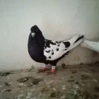 5تا سینه|پرنده|شیروان (خراسان), |دیوار