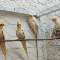 عروس هلندی