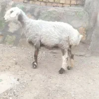 میش چاق فروشی