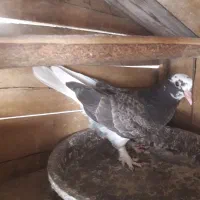 دوعدد جوجه تازه دون خور بلند پرواز ساعتی