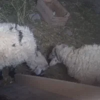 دوعدد بره یکی نر یکی ماده قبراق و سرحال