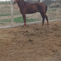 اسب نریان کرد