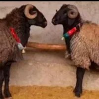 گوسفند زنده باقصاب