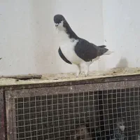 کبوتر دورگ رنگی خوشرنگ طوقی سرور کاشونی افشون