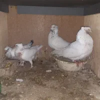 یک جفت کله دار