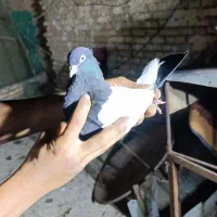 شهری سیا