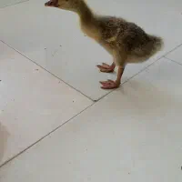 جوجه غاز اصل سه ماهه