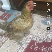 دومرغ محلی دونه ای ۸۰۰تومن