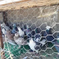 تیپ کفتر هوایی