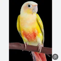 طوطی گرینچیک گم شده