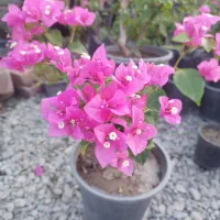 فروش عمده گل و گیاه