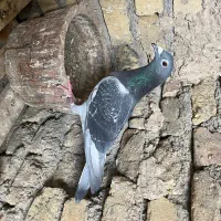 کبوتر پلاکی