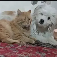 واگذاری سگ شیتزو
