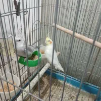 عروس هلندی