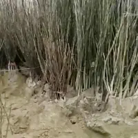 فروش نهال غیر مثمر