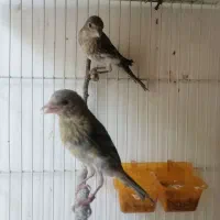 جوجه سهره قناری