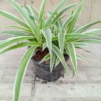 حراج حراج گلدانهای خانگی فقط ۱۰۰ تومان