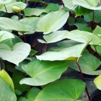 قاصدک|آرایشی، بهداشتی، درمانی|مشهد, حیدرآباد|دیوار