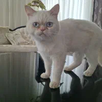 گربه نر اسکاتیش اصل
